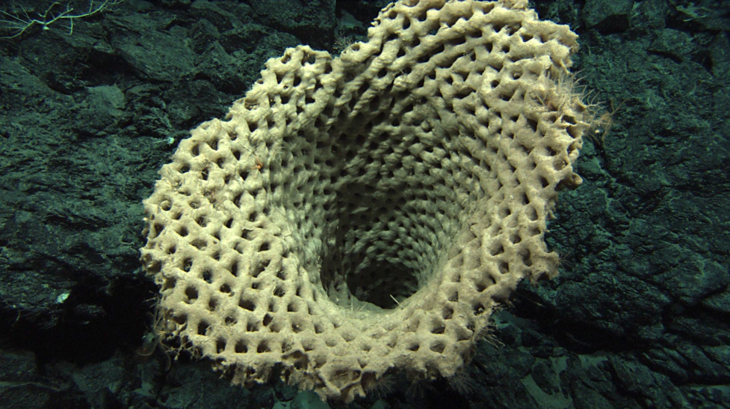 huge_sponge